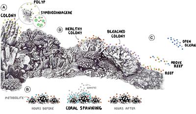 Molecular Commerce on Coral Reefs: Using Metabolomics to Reveal Biochemical Exchanges Underlying Holobiont Biology and the Ecology of Coastal Ecosystems